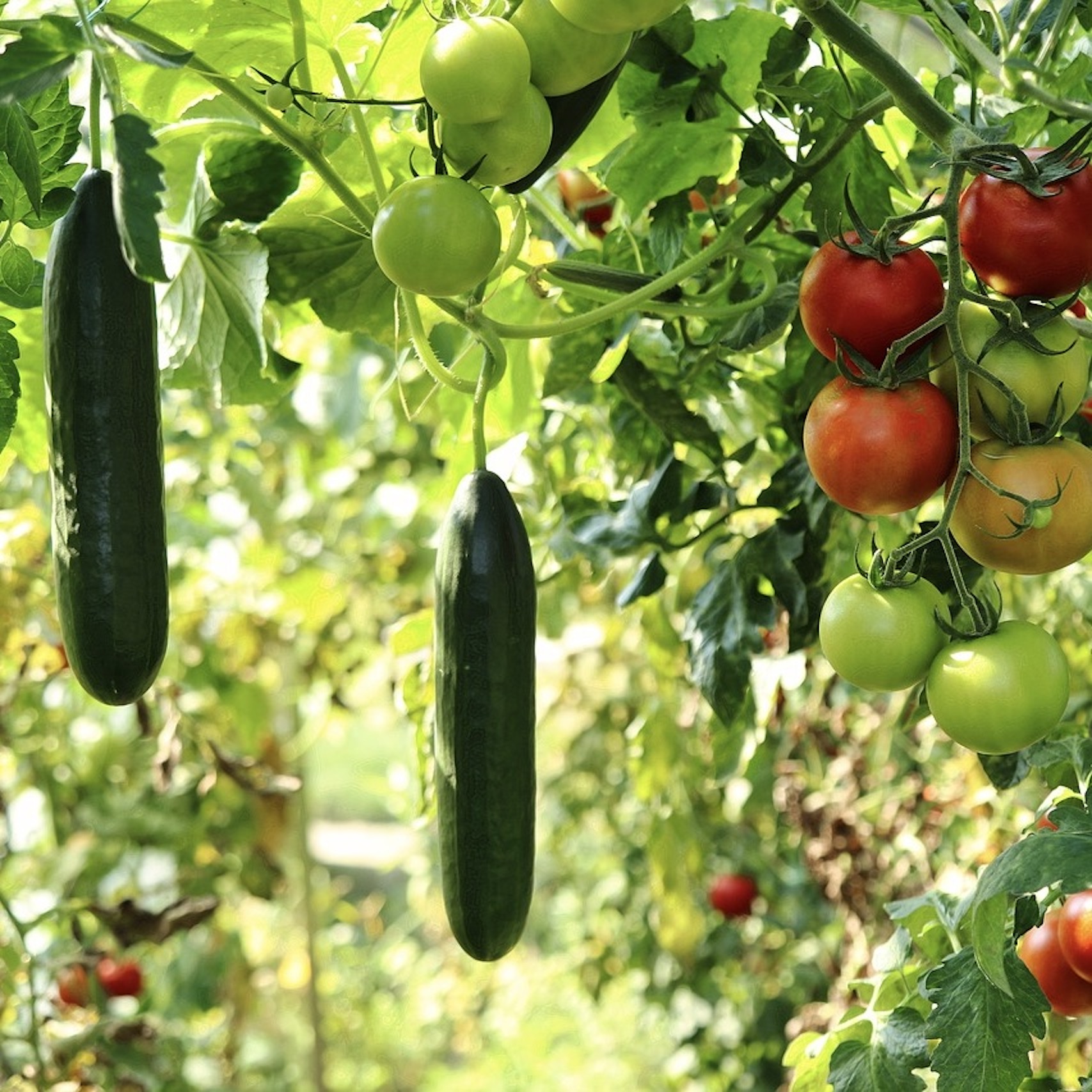 Maladies des plantes potagères