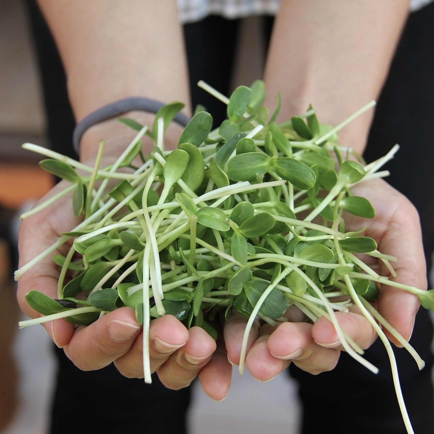 Faire ses pousses et germinations