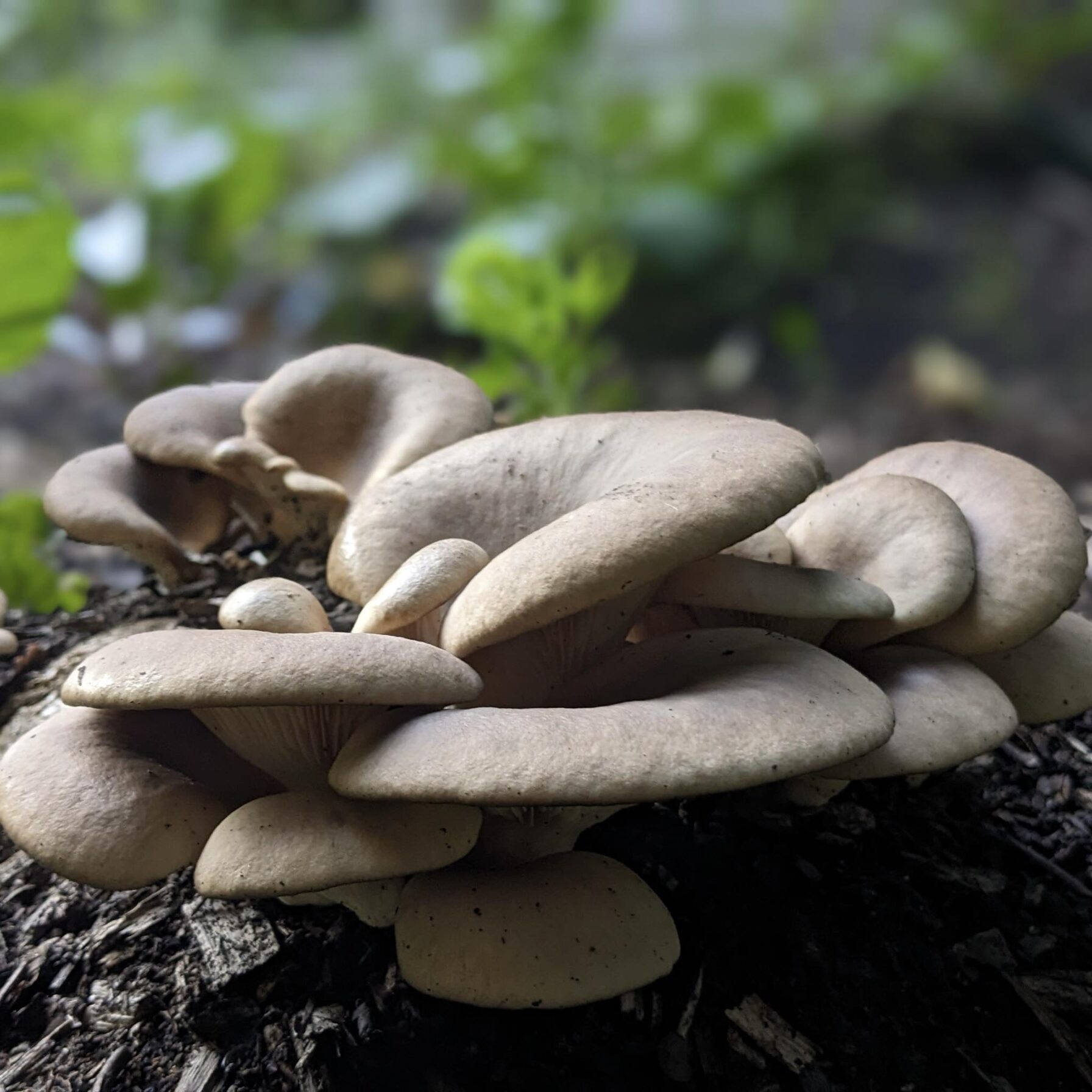 La culture de champignons chez soi ; en jardin, en bac, en sous-bois
