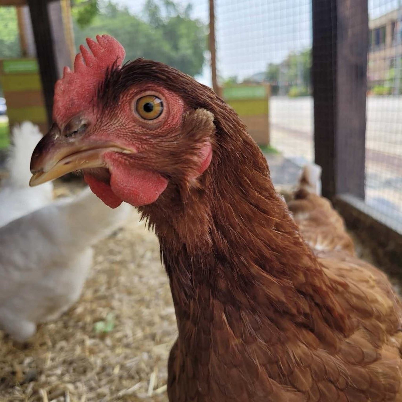 Les poules en ville