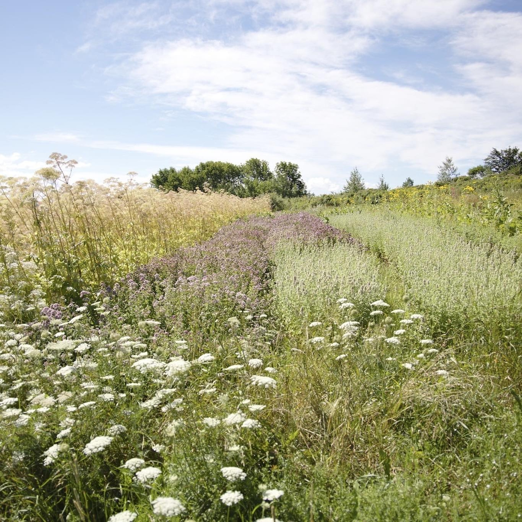Favoriser la biodiversité